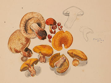 DORIS O'GRADY: Mushrooms