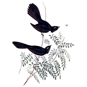 Gould willie wagtails